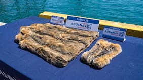 Incautan abrigo de piel de zorro y especies protegidas en contenedor en San Antonio