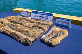 Incautan abrigo de piel de zorro y especies protegidas en contenedor en San Antonio