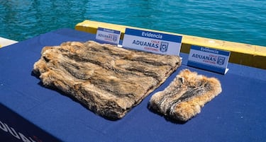 Incautan abrigo de piel de zorro y especies protegidas en contenedor en San Antonio