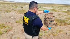 Detienen a sujeto que estaba capturando aves protegidas en pleno desierto florido