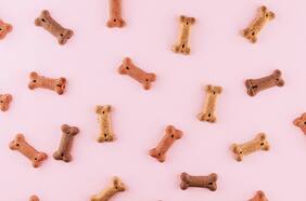 Premios para perros: cuándo, por qué y con qué frecuencia debes entregarlos