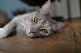 Cuáles son los elementos del hogar que son potencialmente peligrosos para los gatos