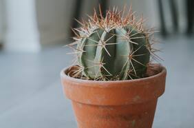 Consejos para cuidar los cactus y suculentas en invierno
