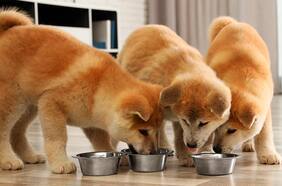 Mascotas: La apuesta de Nestlé en Chile por un mercado en alza y que mueve más de US$1.000 millones