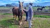 Nacimiento del primer caballo clonado en Chile entra en la cuenta regresiva