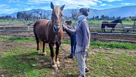 Nacimiento del primer caballo clonado en Chile entra en la cuenta regresiva
