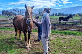 Nacimiento del primer caballo clonado en Chile entra en la cuenta regresiva