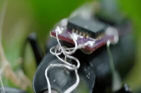 Mitad insecto, mitad robot: así son los escarabajos cyborg que podrían ser claves en los rescates del futuro