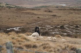 Fact Checking: ¿Libro de los 80 predijo la pandemia? ¿Aumenta transmisión de enfermedades de perros a humanos en el sur?