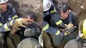 Rescatan a un cachorro de dos meses tras caer a una alcantarilla en Estación Central