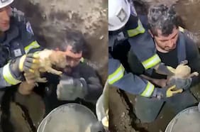 Rescatan a un cachorro de dos meses tras caer a una alcantarilla en Estación Central