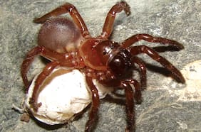 Qué se sabe de la nueva especie de araña encontrada en Talca