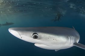 Por qué un grupo de tiburones dio positivo en un test de cocaína en Brasil