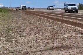 Millones de grillos invadieron 6 condados en Nevada y aterrorizaron a los residentes