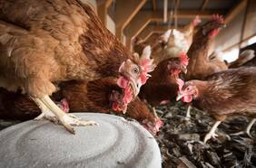 En América: confirman el primer caso grave de gripe aviar H5N1 en humanos