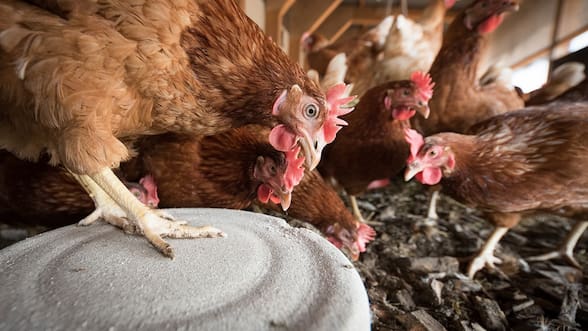 SAG detecta nuevos casos de influenza aviar H5N1 en Maule y Ñuble