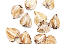 Introduciendo al trigo sarraceno