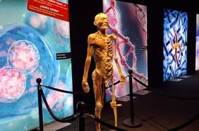 Bodies Evolution en Chile: así es la exhibición para conocer más sobre el cuerpo humano