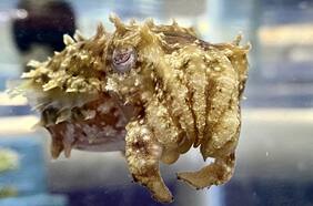 Tres corazones y sangre azul: científicos descifran el misterioso cerebro de esta extraña criatura