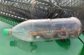 Hallan culebra venenosa en plena vía pública de La Granja: fue entregada al SAG