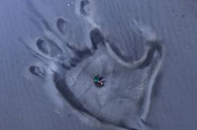 Netflix reveló la primera imagen de Skull Island, su nueva serie animada con King Kong