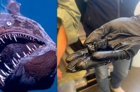 El sorprendente tamaño real del pez diablo negro