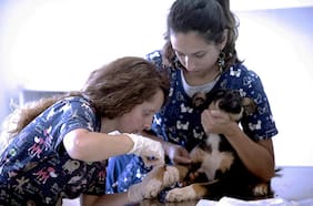 Diferencias en el valor de una consulta para la atención de una mascota puede llegar hasta un 3.400%