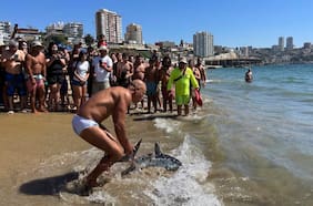 Tiburón quedó varado en playa de Viña del Mar y bañista lo devolvió al agua