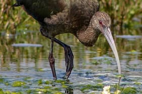 Se alimenta de anfibios, lombrices e invertebrados: la sorpresiva reaparición del cuervo del pantano