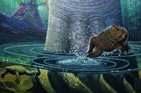 Sobrevivientes de la extinción masiva: Descubren fósiles de ranas que vivieron a la sombra de los dinosaurios en la Patagonia chilena