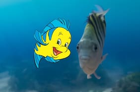 El live-action de La Sirenita revela a la decolorida versión de Flounder