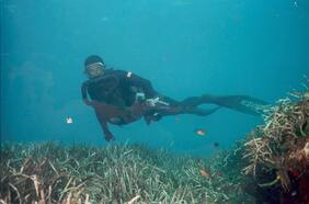 Henri, el Último Pirata: confirman estreno de documental sobre un colaborador de Jacques Cousteau