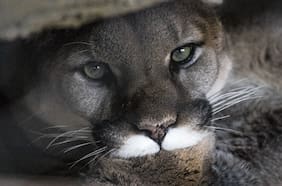 Argentina autoriza caza de pumas y guanacos en la Patagonia: esto es lo que podría pasar en Chile