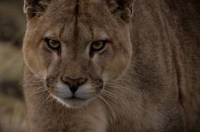 Festival Santiago Wild: el documental que muestra el inesperado comportamiento de los pumas de Torres del Paine llega gratis por ondamedia