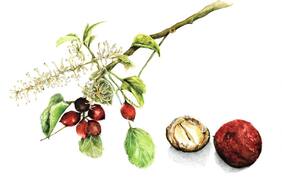 Las bondades cosméticas del aceite de avellana