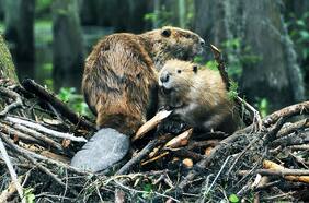 ¿Cómo ve la comunidad la problemática del castor?