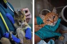 Los afectados de los que nadie habla: 5.597 animales han sido atendidos por los incendios en Valparaíso