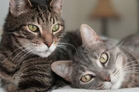 Científicos detectan por primera vez en Chile virulento hongo en gatos que puede ser transmitido a humanos