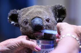 Por culpa de la sequía y los incendios forestales los koalas australianos ahora son una especie en peligro de extinción