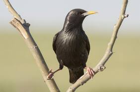 Columna de Matías Rivas: La insolencia de los pájaros