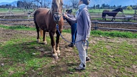 Nacimiento del primer caballo clonado en Chile entra en la cuenta regresiva