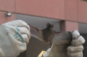 Descubren nuevo coronavirus relacionado con el Sars-CoV-2 en murciélagos británicos