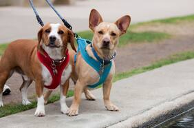 ¡A pasear! Guía para elegir y usar el mejor arnés para tu perro