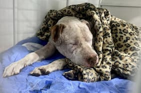 Perrito fue apuñalado 15 veces tras perder una pelea clandestina en Calama