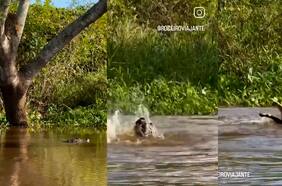 La impactante lucha entre un caimán y un jaguar captado en Brasil