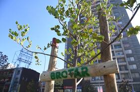 Más áreas verdes en Santiago: arranca programa que busca plantar 30 mil árboles en 34 comunas de la RM