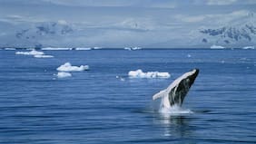 Patricia Morales: “Debe haber mayor entendimiento de qué es la triple crisis y cuáles son las consecuencias en todas las carteras”