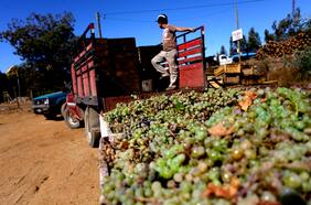 Tras lluvias en período de cosecha y floración: Frutas de Chile evalúa la “dimensión de los daños” y costos para los productores