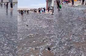 Reportan inusual fenómeno que dejó a miles de peces varados a la orilla de una playa en Arica