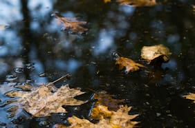 Otro año casi sin otoño: cómo el verano se está “devorando las estaciones intermedias”